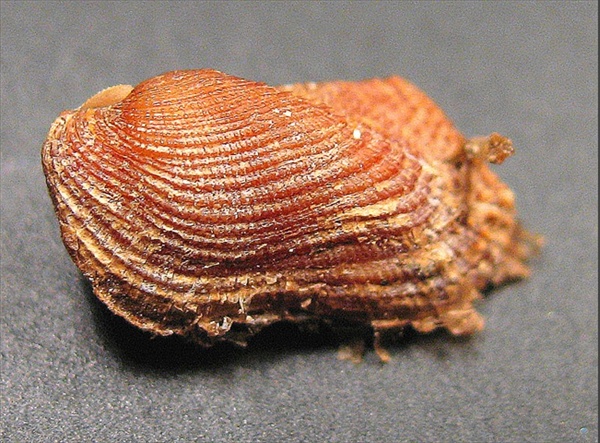 Asperarca nodulosa e Acar clathrata